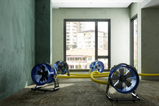 Best Local water damage restoration  in Cerro Gordo, IL